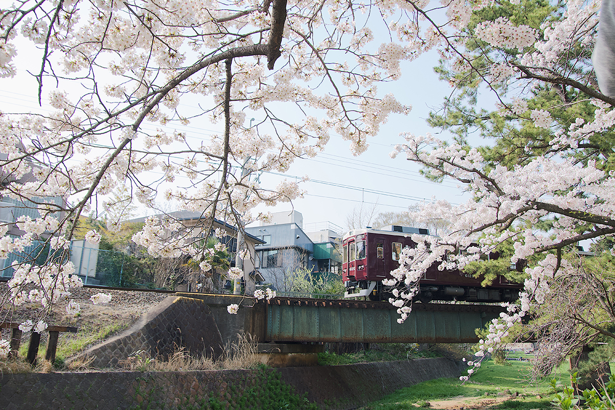 阪急沿線 夙川 は桜の撮影スポット満載でお花見が存分に楽しめる場所だった こりのろっさブログ